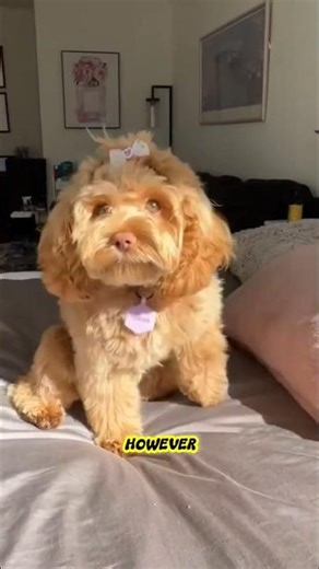 cockapoo dogs #shortvideo #animals #cockapoodogs #cockapoolove