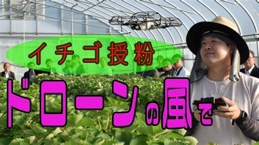 【動画】夏に鈍るイチゴの授粉蜂　ドローンで代替 / 日本農業新聞公式ウェブサイト