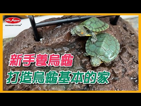 【NaNa10】新手簡單養烏龜 l 打造烏龜的家 l 事先要準備什麼?