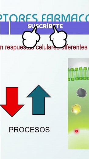 ¿Qué son los receptores farmacológicos?: A través de esto se da el efecto