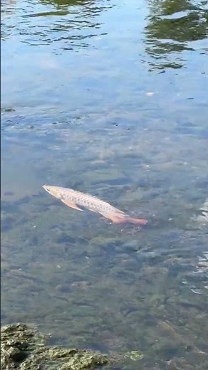 🐉✨ Arowana Fish | The Dragon of Freshwater Aquariums 👑🌊