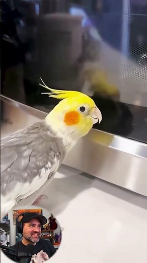 Parrots Imitating Everything Around Them #birds #reaction #animallovers