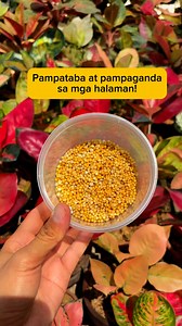 Ideal fertilizer sa mga halaman itong controlled release fertlizer! #plantcare #plantcaretips #plantsmakepeoplehappy #plantlover #gardening #gardeningtips #plantlife #aglaonema #aglaonemalovers | Rodelyn Pondales