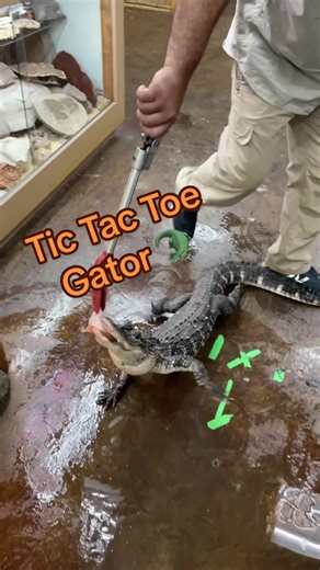 Gator slip and slide🙌 TicToc is an American Alligator and they don’t have these kind of floors where he’s from so he isn’t use to these solid grounds yet😅 He’s moving all over the place and can’t get his footing down👀 Usually this area isn’t wet so he isn’t slipping as much but we fed the big gators right before this and they spilled all over the place😂💦