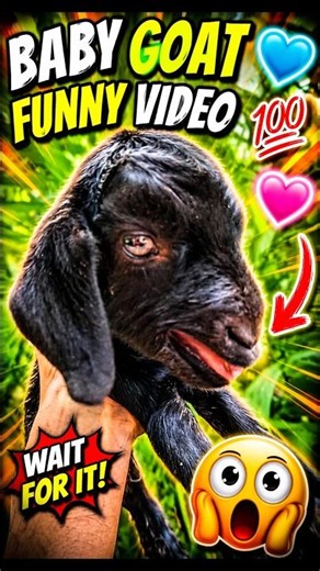 Baby goat sounds #goat #beautifullgoats #subscribe