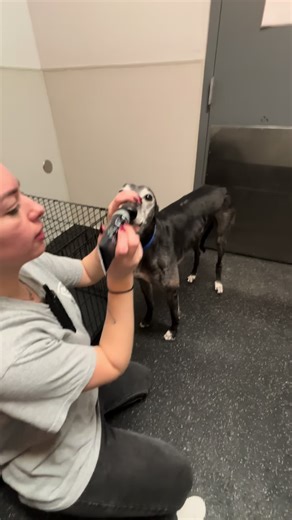 Valentine's Day Craft Ideas for Your Dog