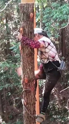 How Traditional Tree - Tending Preserves Forest Ecosystems#BarkHarvesting #SustainableCraft