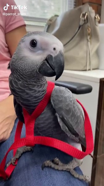 Baby African Grey Learning to Wear Harness | Parrot Stars
