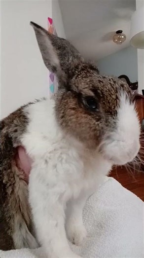 My Rabbit vibing to T. Swift #houserabbit #freeroamrabbit