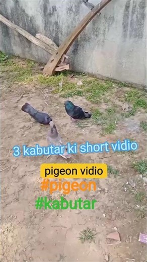 2 black kabutar 1 parpar kabutar ki short video #100kview