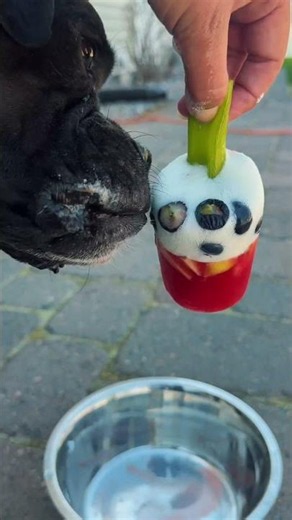Pupsicle Party! | Summer Enrichment for Boarding Dogs 🧊🐾