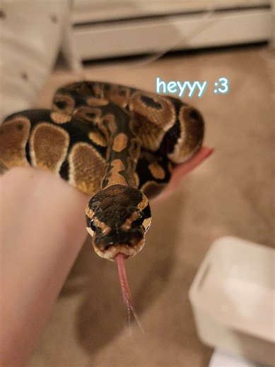 #snakekeeper #reptilekeeper #ballpython #snaketok #firstimpression | snakes