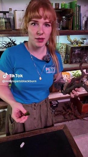 Enhance Your Aquascape with Beautiful Moss