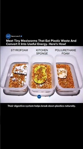 Scientists Found Worms That Can Eat Plastic Waste and Help Clean Pollution #mealworms #plastic