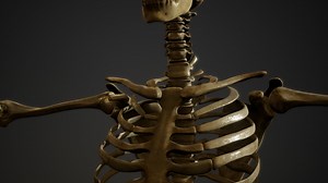 bones of the Human skeleton