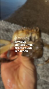 The Oregon Department of Fish & Wildlife is reporting that an invasive Chinese mitten crab was found in the Willamette River near the Sellwood Bridge in November. Find the full FOX 12 Now segment on the FOX 12 app. | FOX 12 Oregon