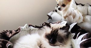 Super Awesome DIY Pet Bed Ever (So Fluffy!)