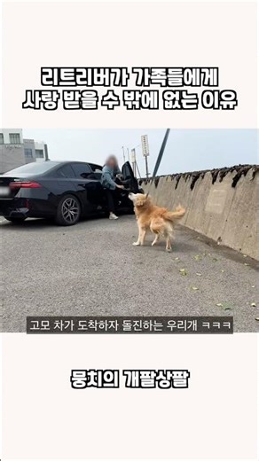 Why retrievers are bound to be loved by their families lol