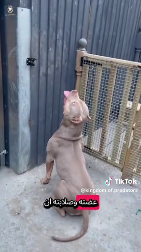 أفضل الكلاب للحماية: مقارنة بين الدوبرمان والبيتبول