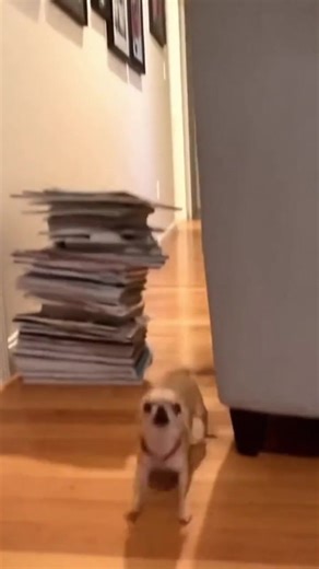 How to Train Your Dog at Home Without a Trainer (link in bio). | Daily Cut Dog Fails