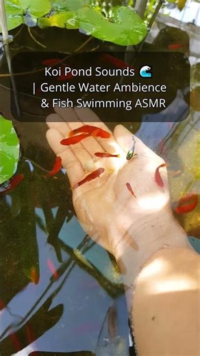 Koi Pond Sounds 🌊 | Gentle Water Ambience & Fish Swimming ASMR
