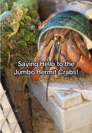 Meet My Jumbo Hermit Crabs: An Adorable Encounter
