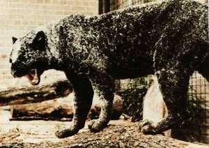 Spotted and Piebald Animals.