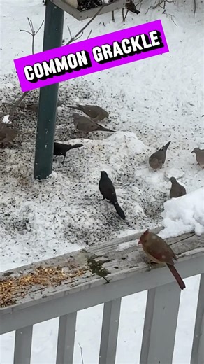 Common Grackle Creature Report! #nature #birds #birdwatching #fishing #outdoors #wildlife