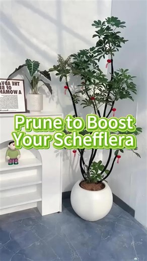 Pruning Schefflera for a Healthy Indoor Garden