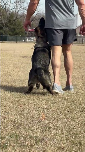 Mona heeling #protectiondog #dogtraining #gsds