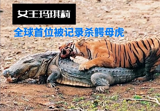 老虎女王玛琪莉：全球首位被记录杀鳄鱼的母虎，培育众多强大虎王！