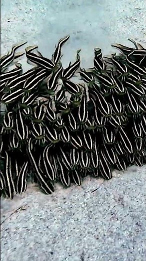Los juveniles de pez gato marino forman cardúmenes densos y perfectamente coordinados 🐟