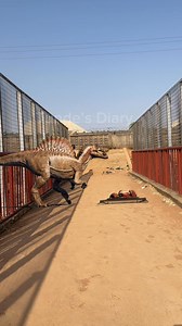 Animal eating on the bridge! Am surprised | Tunde's Diary