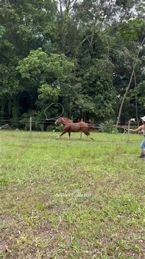 Wild Horse Training in Open Field | Amazing Horse Running Scene 🐎🔥 #horsetraining #wildhorses