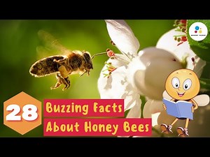 28 Buzzing Facts About Honey Bees | Cool Facts About Bees | Video For Kids