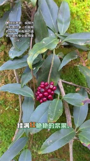 Locals call it "Bone-Drilling Wind," but what's the origin of this wild vine with red berries? #L...