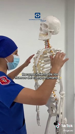 Huesos del Cuerpo Humano: Datos y Curiosidades