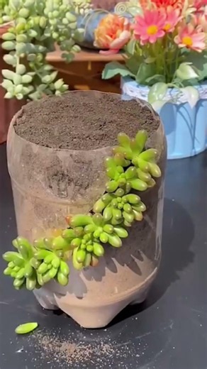 DIY from waste to useful...#diy #gardening #nature