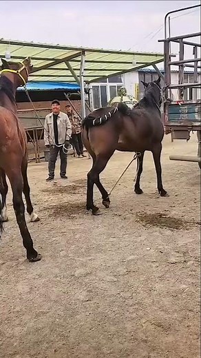 Woman and Horses – A Simple Farm Life Story
