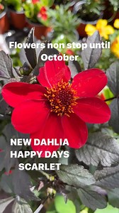 Dahlia “Happy Days Scarlet” flowers non stop until October. Perfect in pots or beds . Planting time is from now,available in webshop https://pergolanurseries.ecwid.com Pergola Nurseries Garden Corner, Virginia,Co Cavan A gardeners oasis of quality plants Open Tuesday to Saturday 10.30-6 Open Sundays 2-6 | Pergola Nurseries Garden Corner