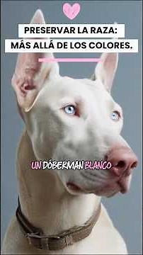 Is the white Doberman unique… or a genetic anomaly?