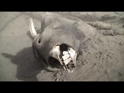 ON TAAL VOLCANO ISLAND AFTER THE 2020 ERUPTION - BBC NEWS