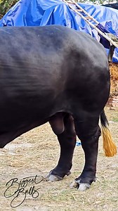 711K views · 5.6K reactions | Heavy muscled 1200 kg bull from Taz Cattle Ranch | Biggest Bulls Photography | Facebook