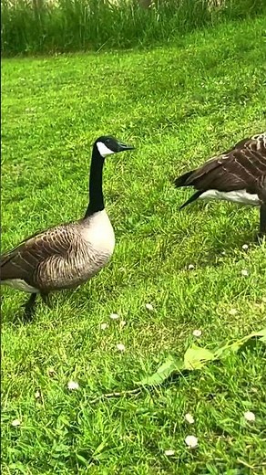Graceful Canadian Goose Close Up Stunning Waterfowl & Bird Watching
