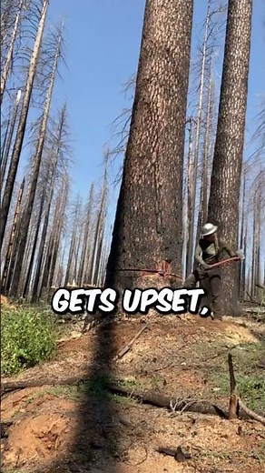 The Most Satisfying Tree Fall Sound Ever (@urlocallumberjill)