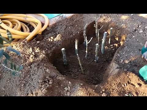 Plantar estacas de olivos para enraizar