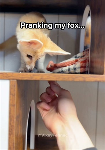She looks very confused 🦊🤣 #fennecfox #fennec #foxes #cute | Fennec Fox
