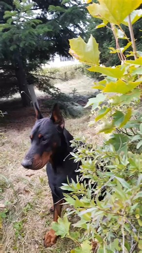 Nic dodać nic ująć Moje dwie 🙊🤎🙉🖤 #doberman #doberman_world #myfriends #dogs #dogsofinstagram #naszdzień #puppy #dlaciebie #colt | Aneta Hercog
