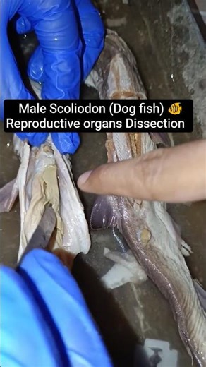 Scoliodon fish male reproductive system #dissection #fish #biology #practical #lab #shortsfeed #hype