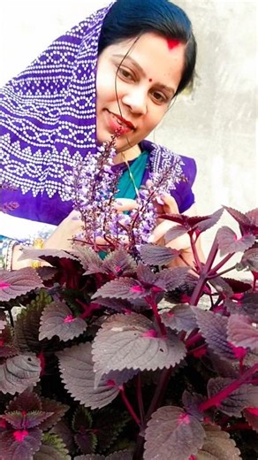 Ee Phula🌻 Kaha Thare😍 || Aseema Panda Mam's Stage Show😍 #shorts​ #short​ #aseemapanda​ #asimapanda​